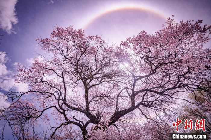 图为林芝桃花景色。资料图 张静 摄