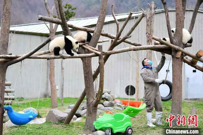 饲养员给大熊猫宝宝检查身体状况。　李传有 摄