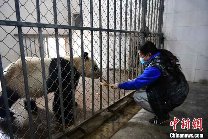 饲养员照顾老龄大熊猫。　李传有 摄