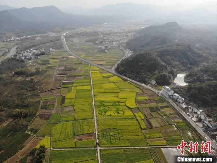 油菜田与皖南山水相互映衬 龙志华 摄