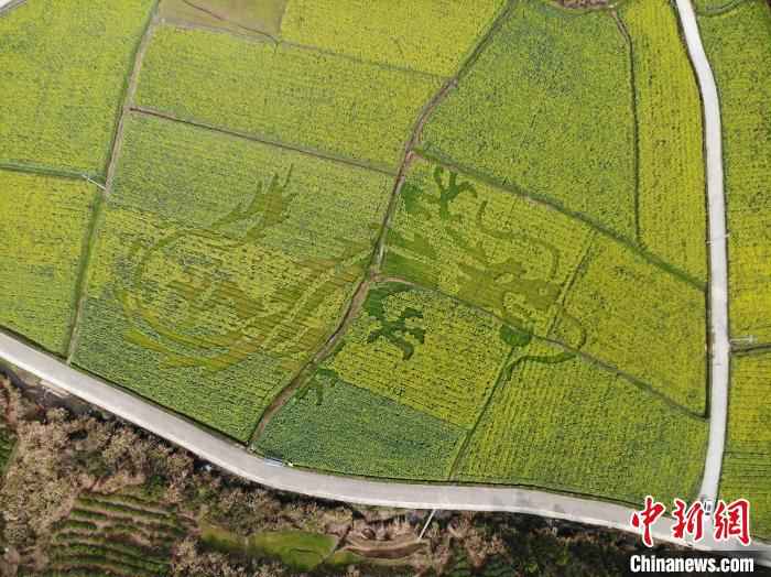 油菜田中的飞龙图案 龙志华 摄