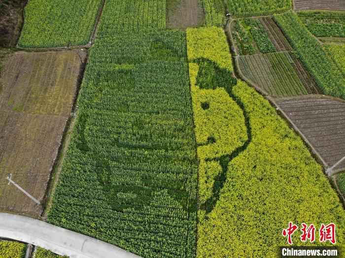 油菜田中的卡通猪图案 龙志华 摄