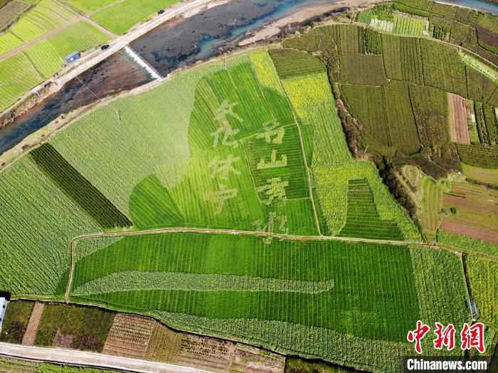 油菜田中的艺术字图案 龙志华 摄