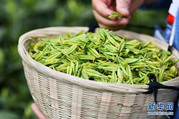 贵阳：百花湖畔春茶开采