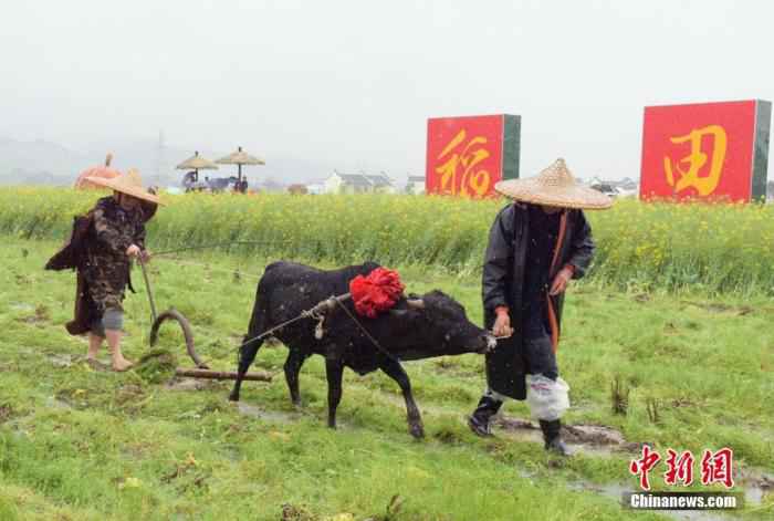 资料图：正值中国二十四节气的春分，湖南省安仁县“赶分社”祭祀开耕活动在安仁县稻田公园举行。/p中新社记者 唐志卓 摄