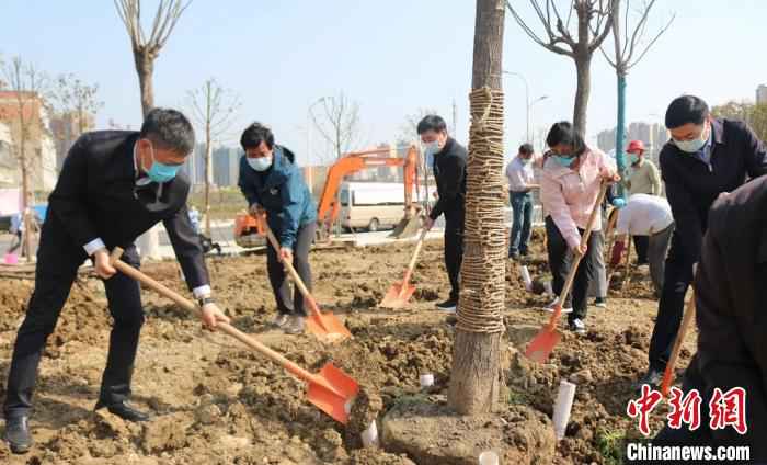 同植友谊之树。李军供图