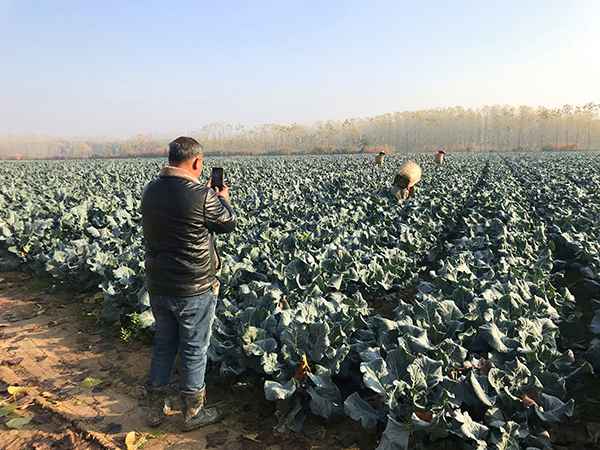 2019年12月中旬，陈柏林拍摄自己的西兰花地。 澎湃新闻记者 沈文迪摄