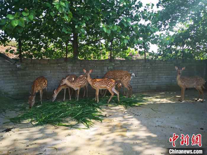 拱塘村的梅花鹿养殖基地。　刘曼 摄