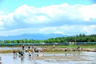  1300亩京西稻开始机械化插秧