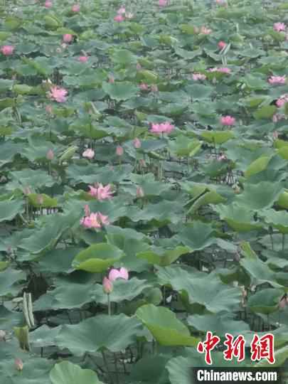 博湖县荷花进入盛花期。　郭玉顺 摄