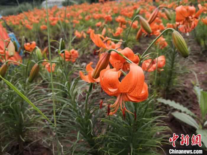 图为7月中旬，盛开的兰州百合花。　杜萍 摄