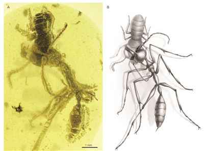  琥珀凝固捕食瞬间 一亿年前蚂蚁有牙也有角