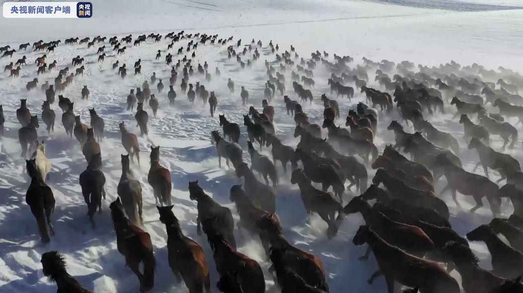  动态国画来了 看万马奔腾 踏雪而来