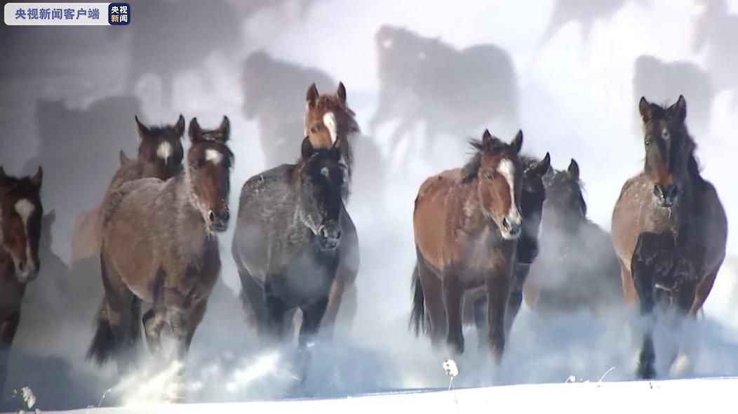  动态国画来了 看万马奔腾 踏雪而来