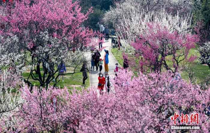 2月17日，武汉东湖梅园内梅花盛开，吸引市民与游客前来赏景休闲。/p中新社记者 张畅 摄