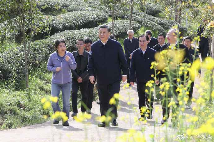 习近平察看武夷山春茶长势：把茶文化、茶产业、茶科技这篇文章做好