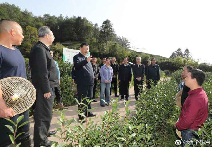 习近平察看武夷山春茶长势：把茶文化、茶产业、茶科技这篇文章做好