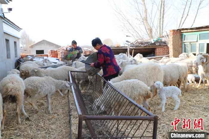 图为金秀荣和老伴儿给羊添草料。　胡建华 摄